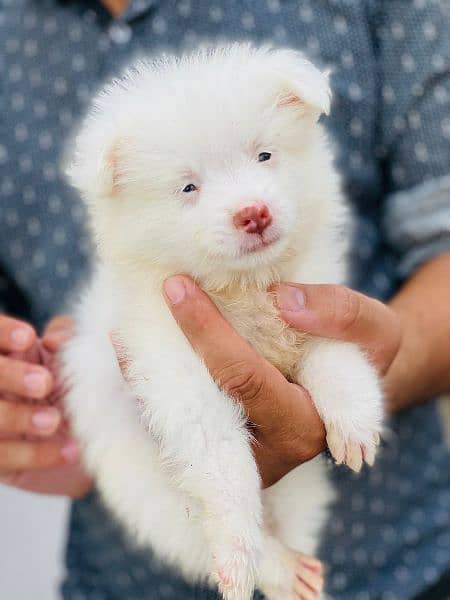 pink nose russian pup. py /puppy/Dog for sale 5