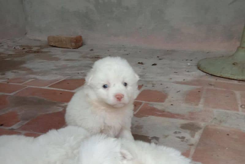 pink nose russian pup. py /puppy/Dog for sale 6