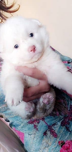 pink nose russian pup. py /puppy/Dog for sale 7