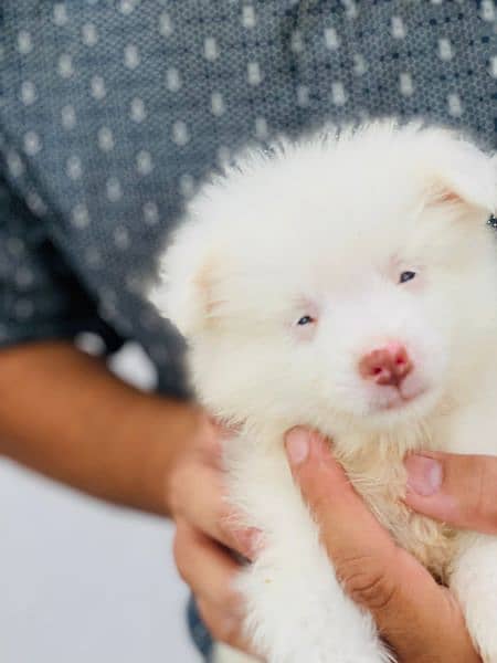 pink nose russian pup. py /puppy/Dog for sale 9