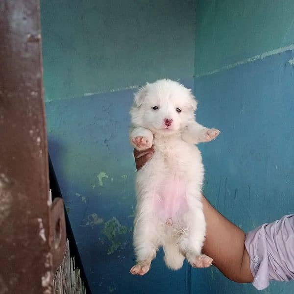 pink nose russian pup. py /puppy/Dog for sale 10