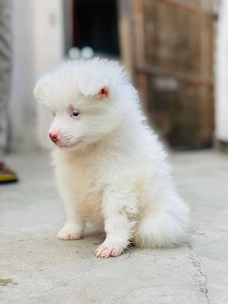 pink nose russian pup. py /puppy/Dog for sale 12