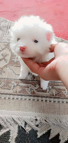 pink nose russian pup. py /puppy/Dog for sale 15