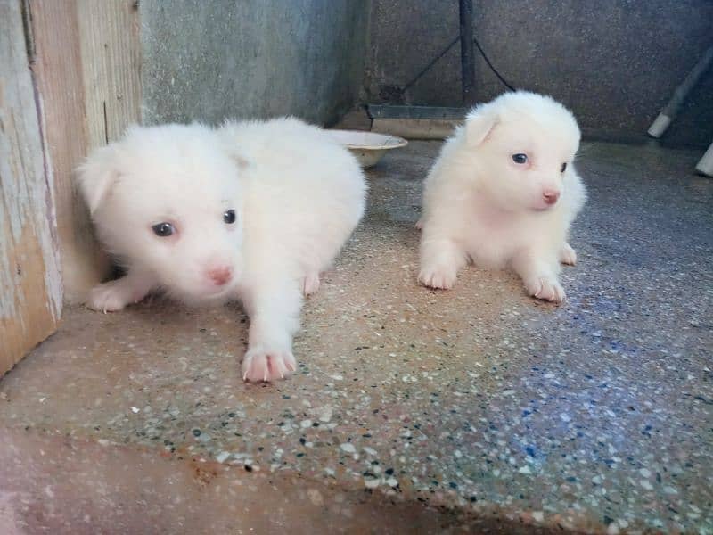 pink nose russian pup. py /puppy/Dog for sale 16