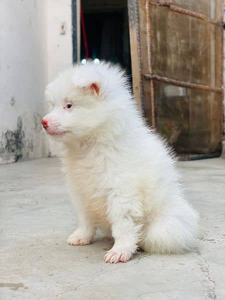 pink nose russian pup. py /puppy/Dog for sale 17