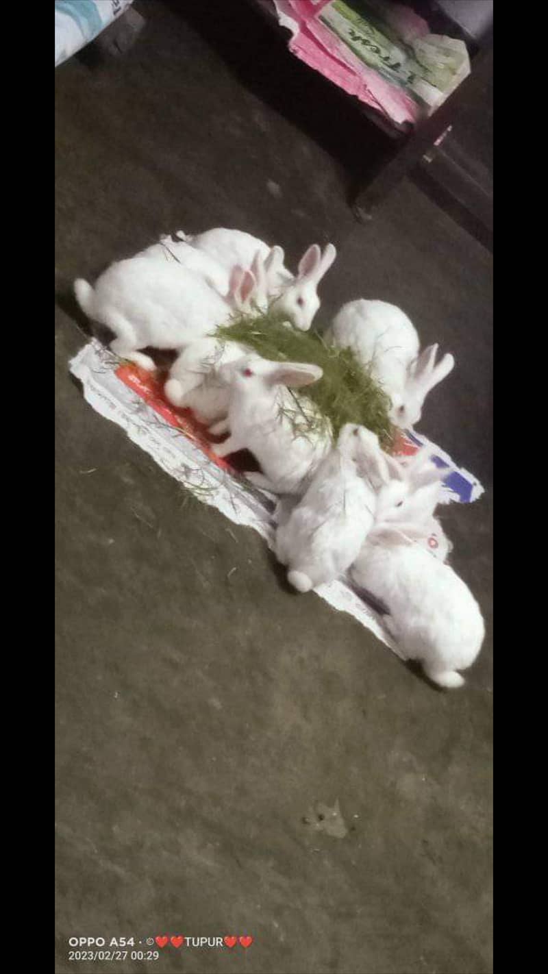 Red eyes rabbits۔ 1