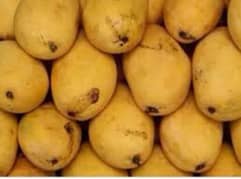 super sindhri mangoes special mirpurkhas per peti only on Rs. 1800