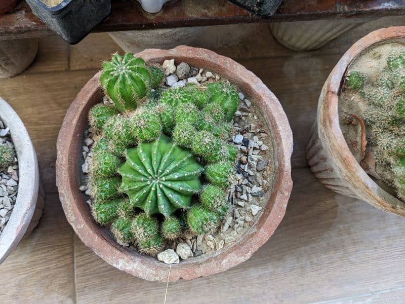 Cactus plants 1