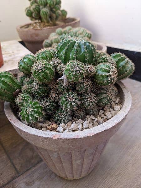 Cactus plants 2