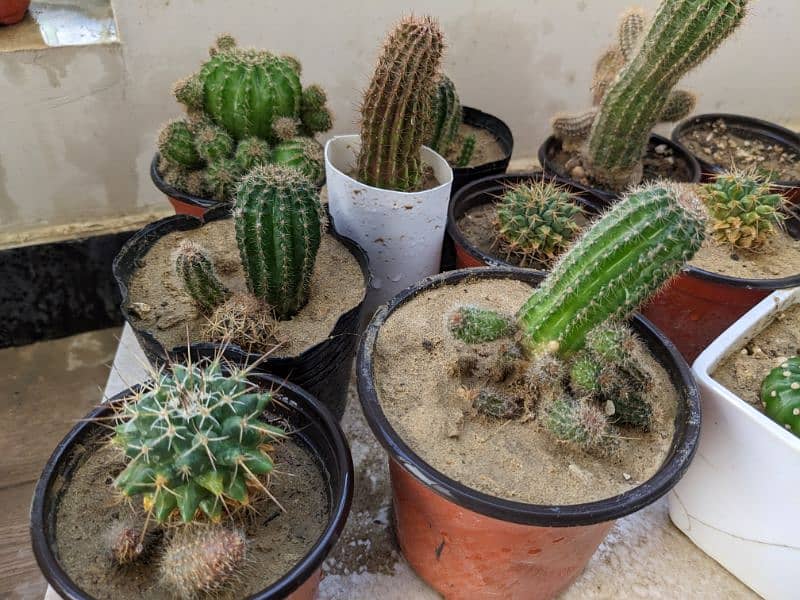 Cactus plants 3
