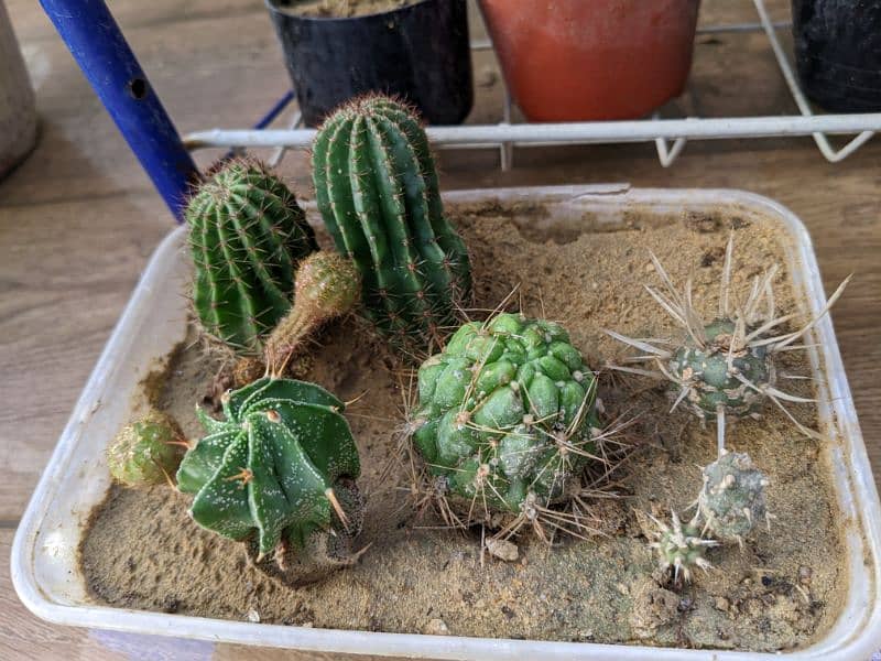 Cactus plants 4