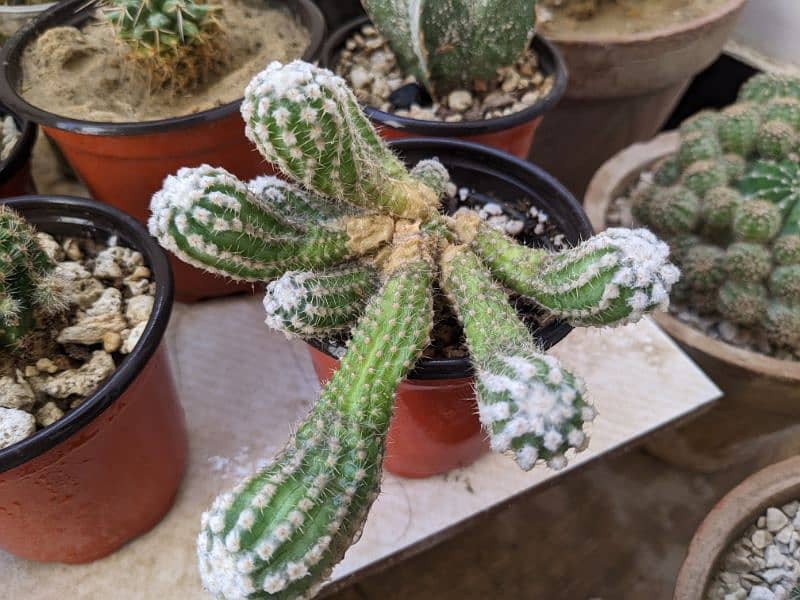 Cactus plants 5