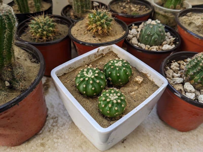 Cactus plants 6