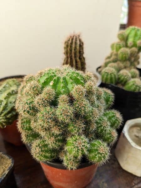 Cactus plants 7