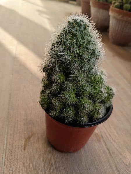 Cactus plants 8