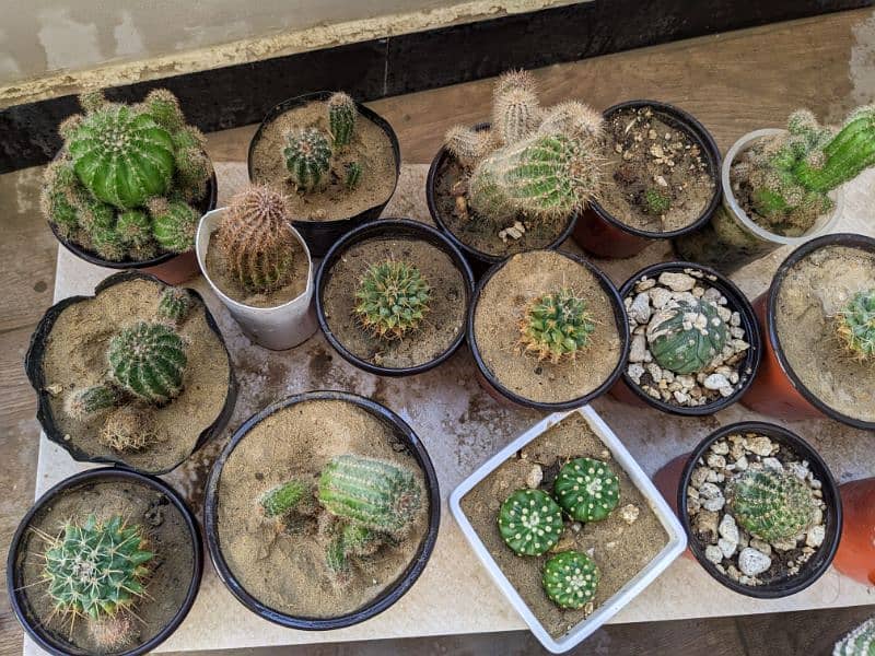 Cactus plants 9