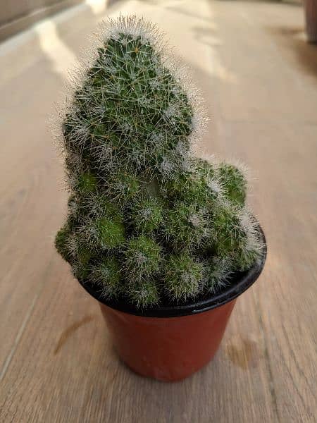 Cactus plants 10