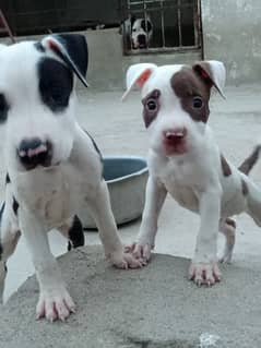 American pitbull puppies , father xl bully mother American pitbull 0