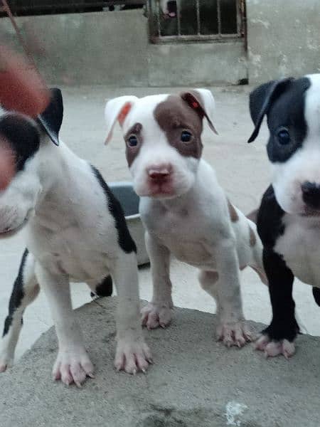 American pitbull puppies , father xl bully mother American pitbull 2