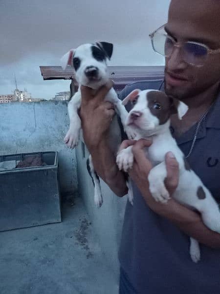 American pitbull puppies , father xl bully mother American pitbull 3