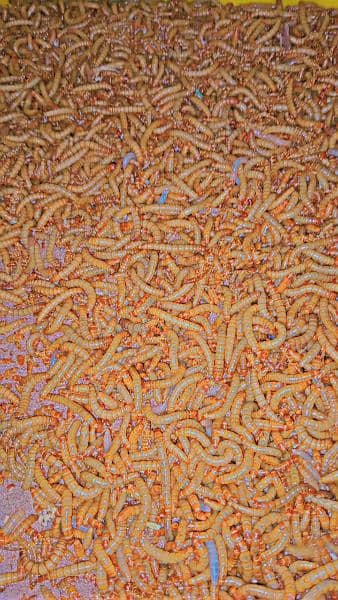 US Breed mealworms 4 pieces for just 20 rupees 1
