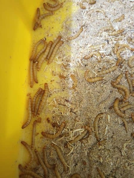 US Breed mealworms 4 pieces for just 20 rupees 4