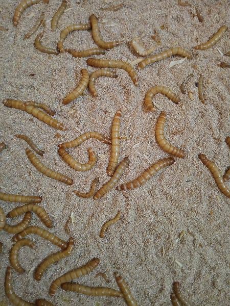 US Breed mealworms 4 pieces for just 20 rupees 5