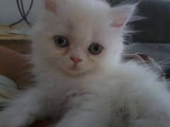 white Persian kitten 2 month 03318123755 WhatsApp