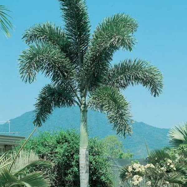 plants (palm trees) 0