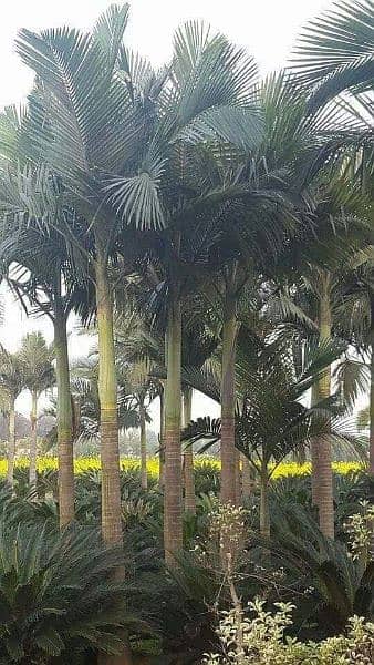 plants (palm trees) 1