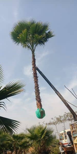 plants (palm trees) 2