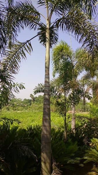 plants (palm trees) 3