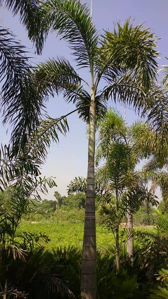 plants (palm trees) 4