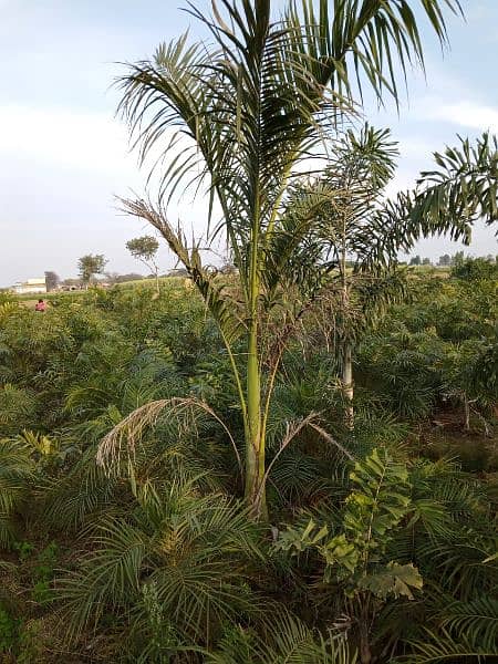 plants (palm trees) 7