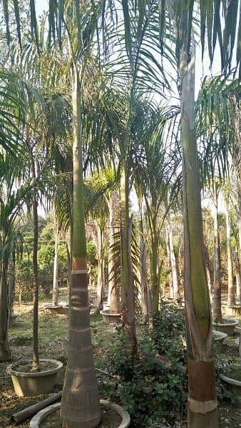 plants (palm trees) 8