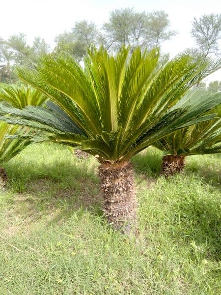 plants (palm trees) 10