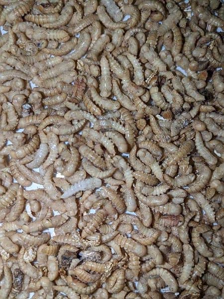 Feed Rich/Darkling beetles Mealworms/ mealworm/ imported live worms 7