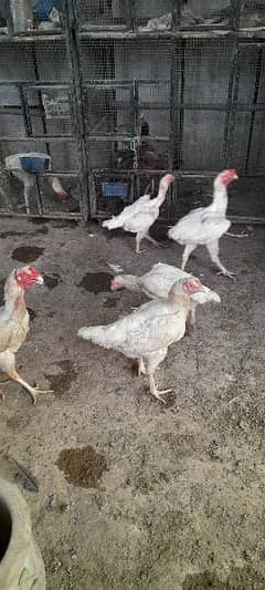 aseel hera pair for sale 5 murgi 3 murgy