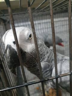 Grey Parrot confirm breeder