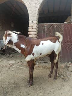 Qurbani