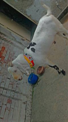 qurbani
