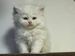 Cod Persian triple coated kittens available in multiple colours l 0