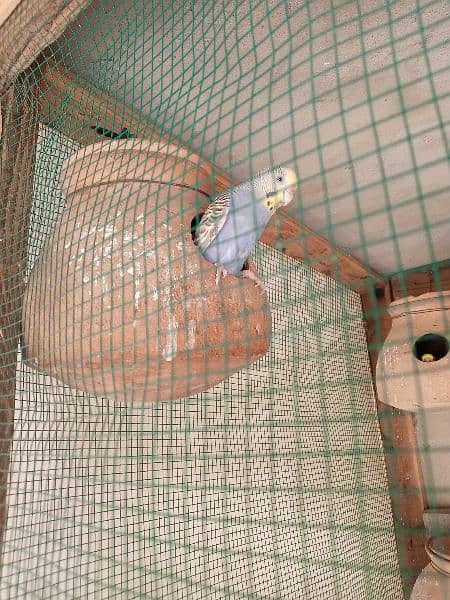 bajri parrot urjant sale under size healthy and active pairs 3