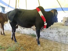 Bulls