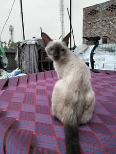 Persian@Siamese