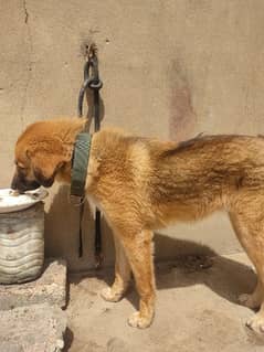 Kangal Dog in Karachi, Free classifieds in Karachi | OLX Pakistan