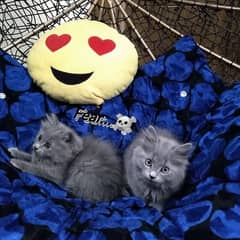 4 Russian Blue Kittens (Nebelung)