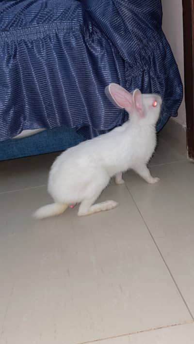 Male and female rabbits ready for breeding