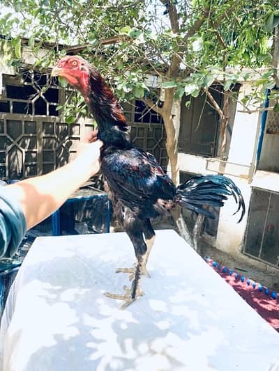 Shamo Aseel Chicks Thai Aseel Only Chicks For Sale Hens