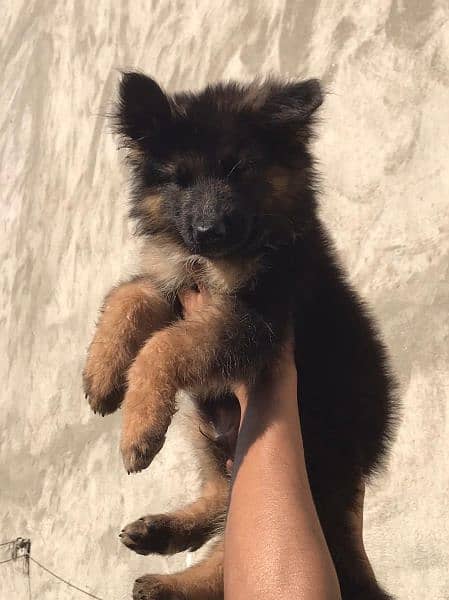 German shepherd puppy 0